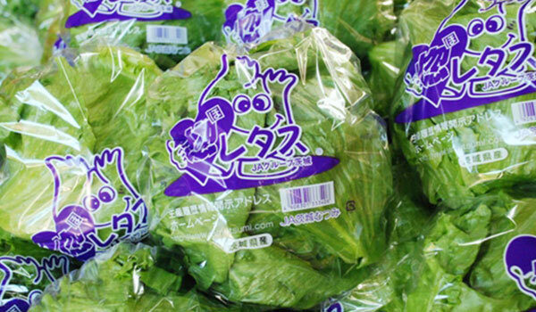 茨城県境町徳産野菜のレタス