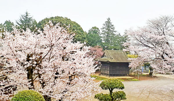茨城県境町の桜の観光スポット：伏木香取神社