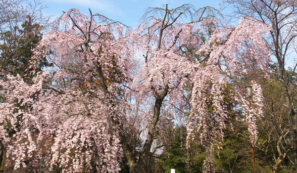 境町の桜の観光スポット：境香取神社