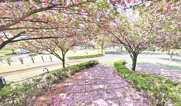 境町の桜の観光スポット：さくらの森パーク