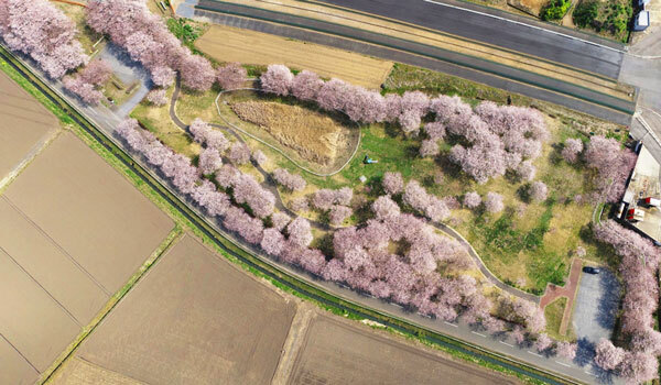 境町の桜の観光スポット：さくらの丘公園