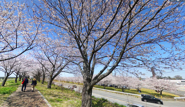 境町の桜の観光スポット：利根川堤防の桜づつみ