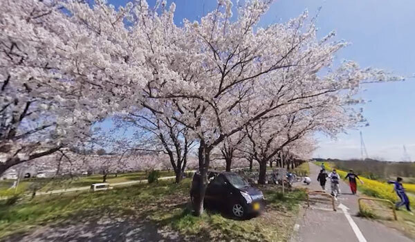 茨城県境町の利根川沿い桜づつみ